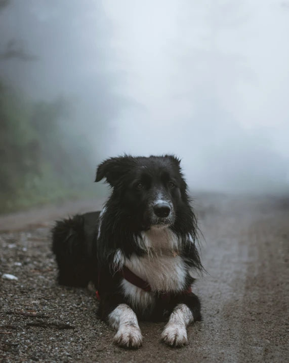 the black and white dog is on the road