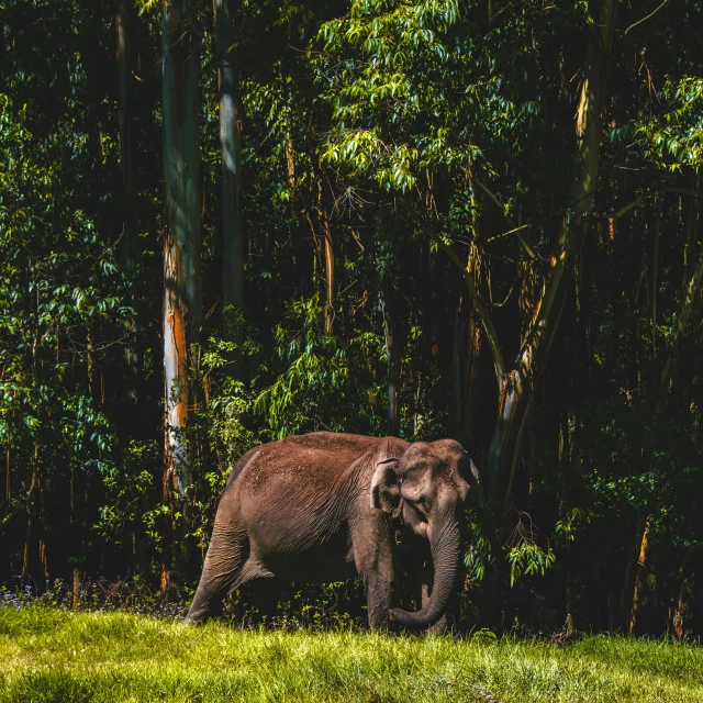 an elephant standing in the forest next to a grassy field