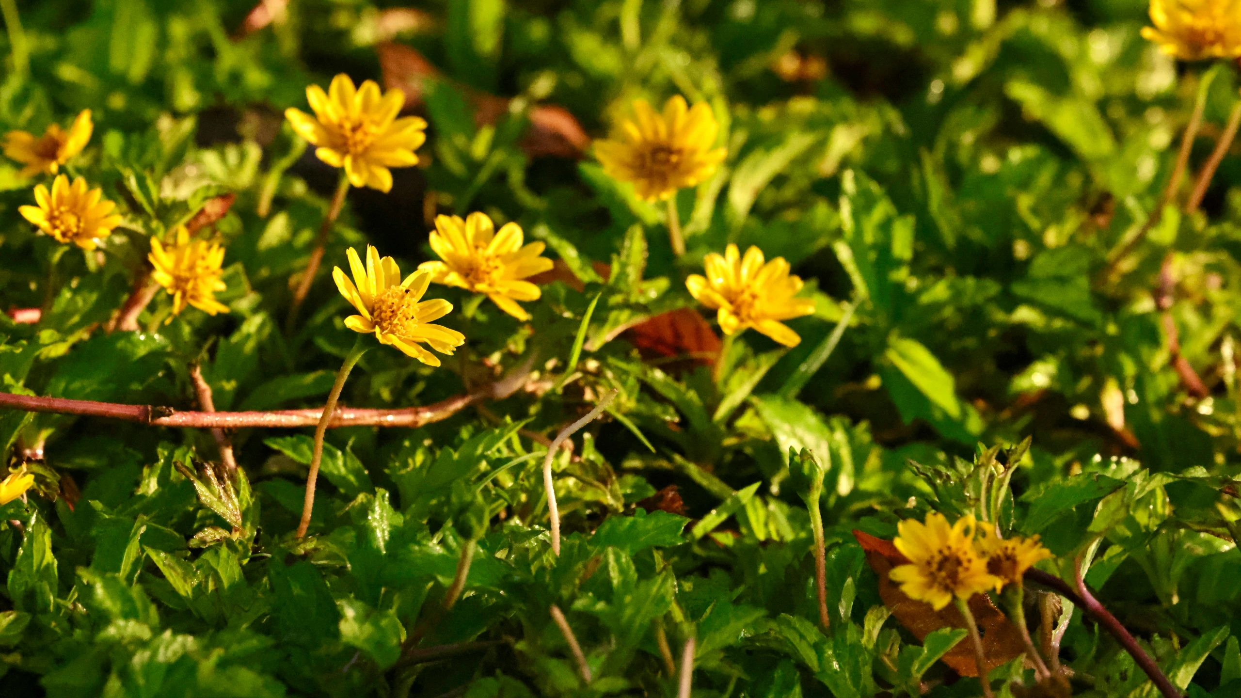 small yellow flowers that are growing out of some grass