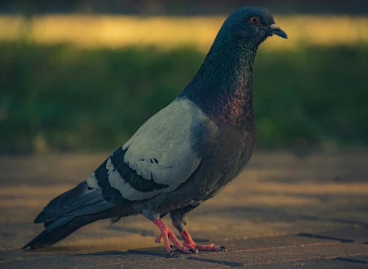 a pigeon is standing on the pavement near a field