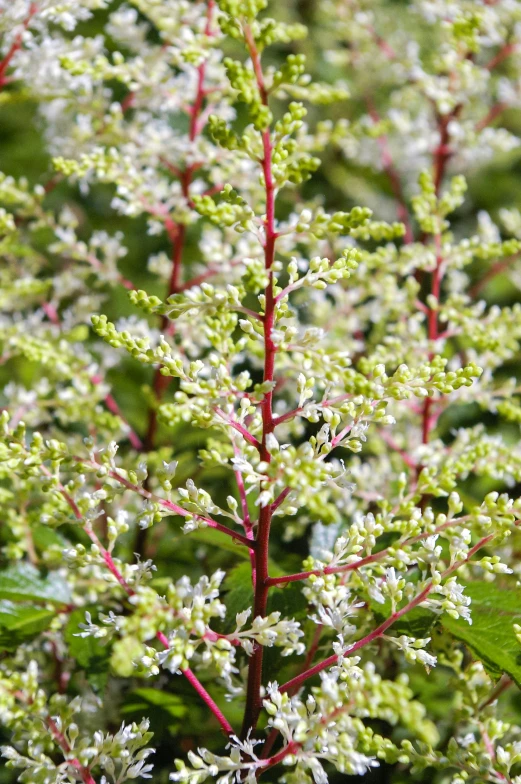 a close up of a small plant with leaves