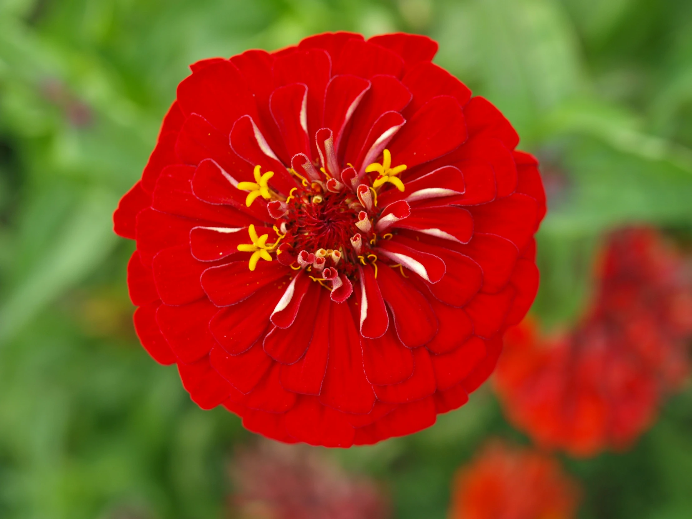 a close up of a red flower with yellow stamen