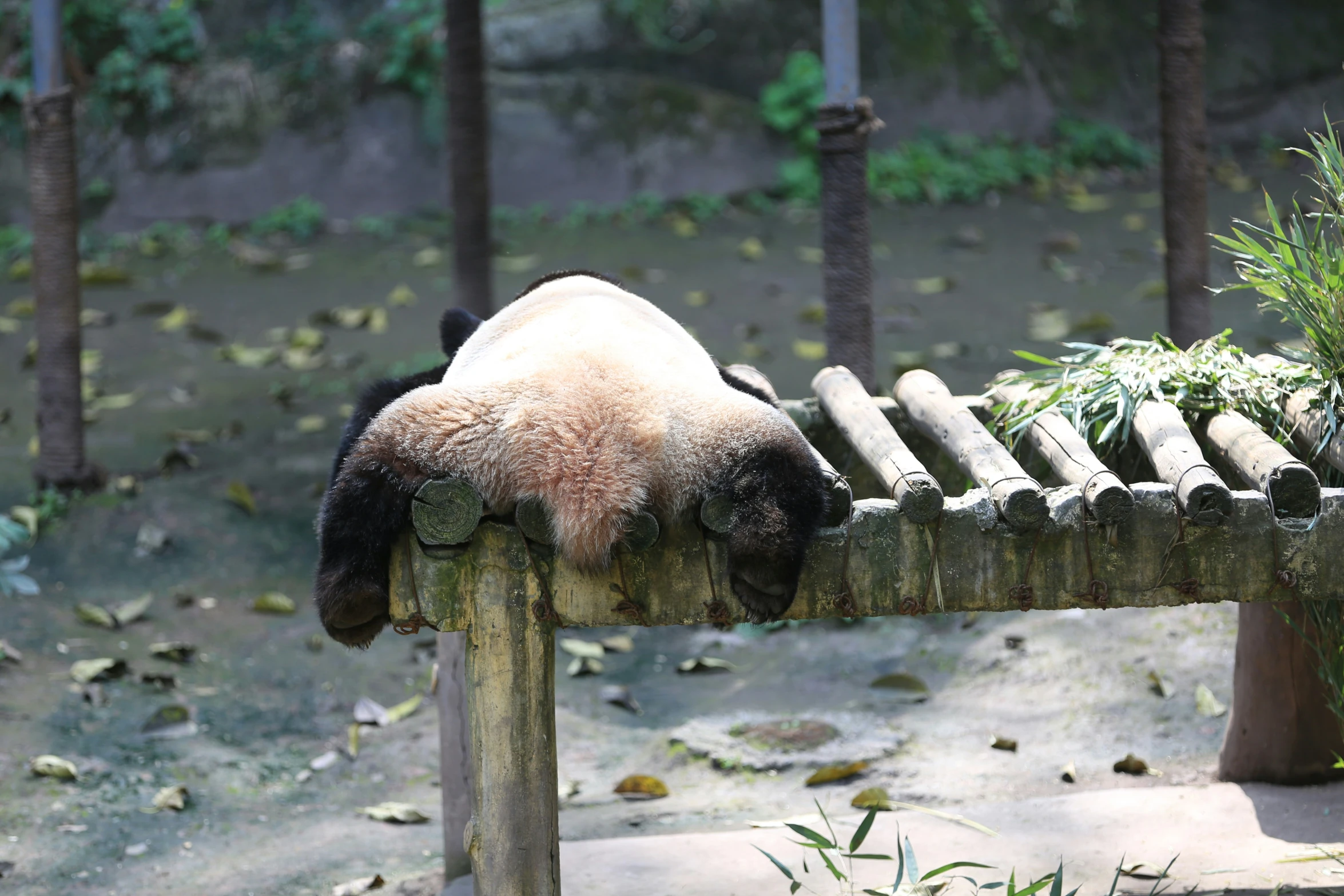 a panda sleeping on some wooden benches