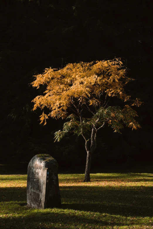 a lone tree sits by a rock in a green park