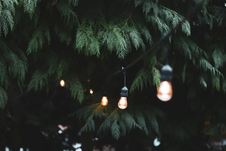 light bulbs hanging from the nches of a pine tree