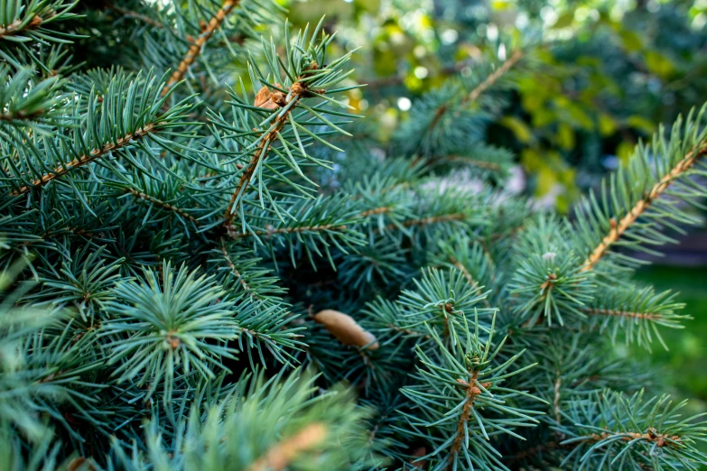 closeup of pine needles on the nches of a tree