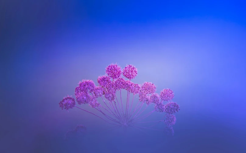 purple flowers are on the side of a bright blue surface