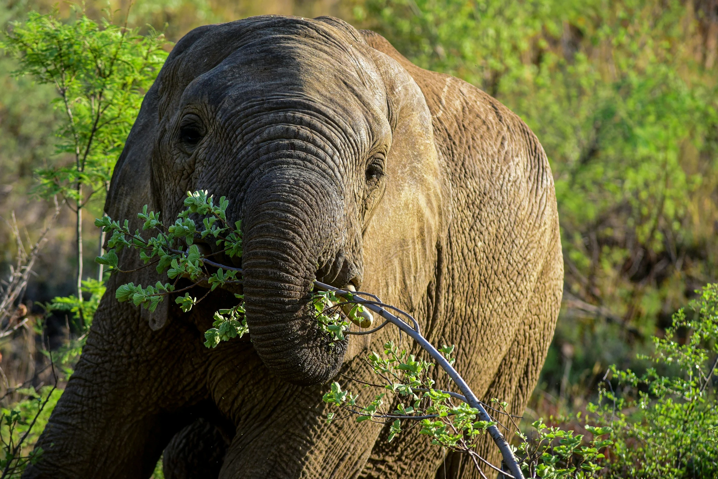 an elephant walks through the brush and eats