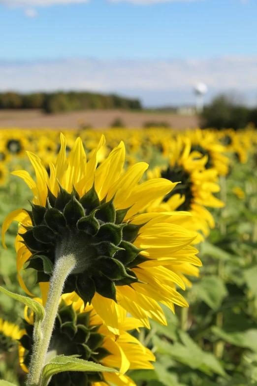 the sunflowers are growing in a field of grass