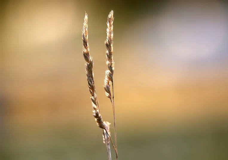 two large stems of wild plant with grass in the background