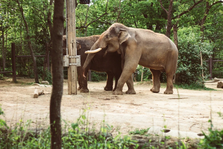 two elephants standing in the sand next to some trees