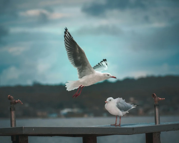 two seagulls flying by a dock with cloudy skies in the background