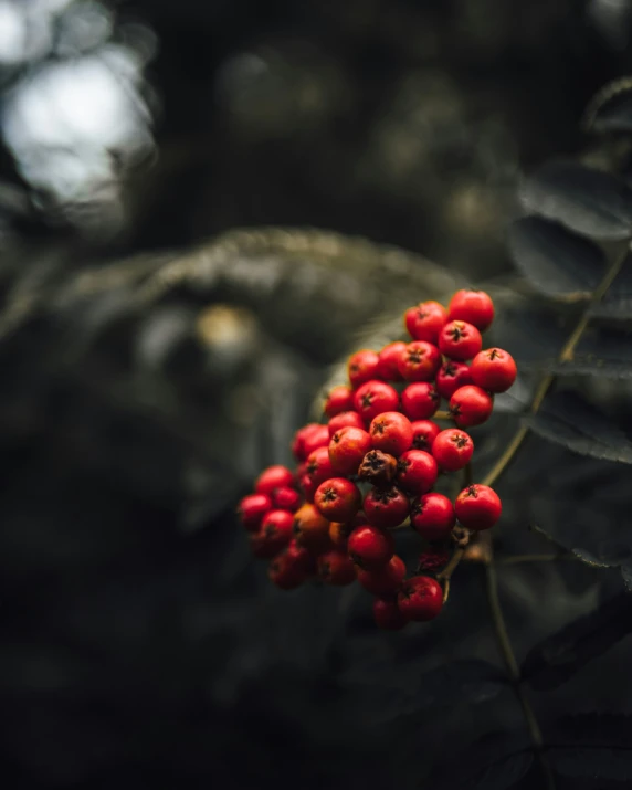 berries hang from a tree near some leaves