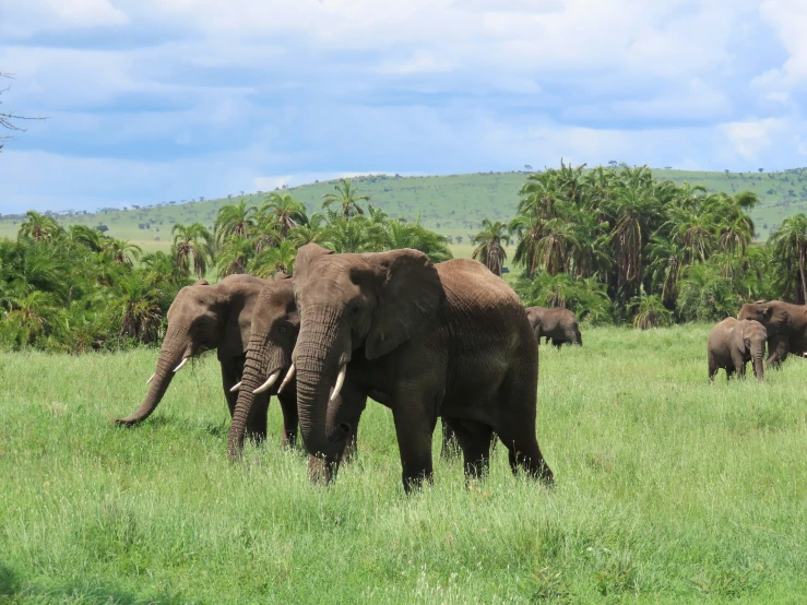 a group of elephants that are in the grass