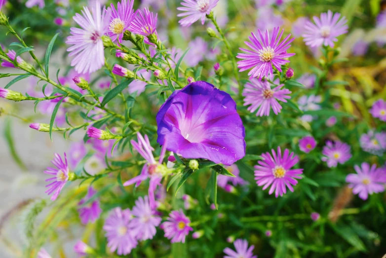 purple flower with lots of pink flowers in it