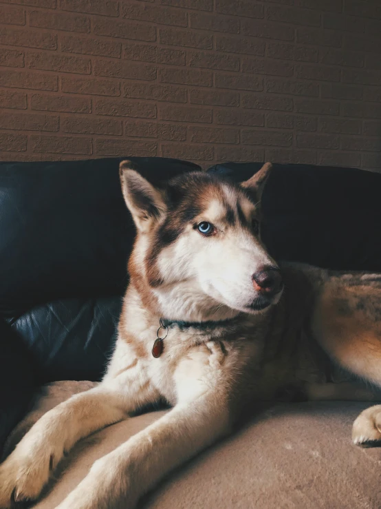 the large dog is laying on the couch and staring to his left