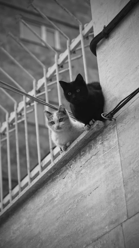 a black cat looking over the railing of a stair case