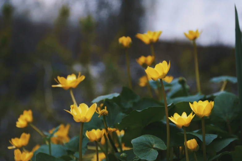 yellow flowers near some green leaves