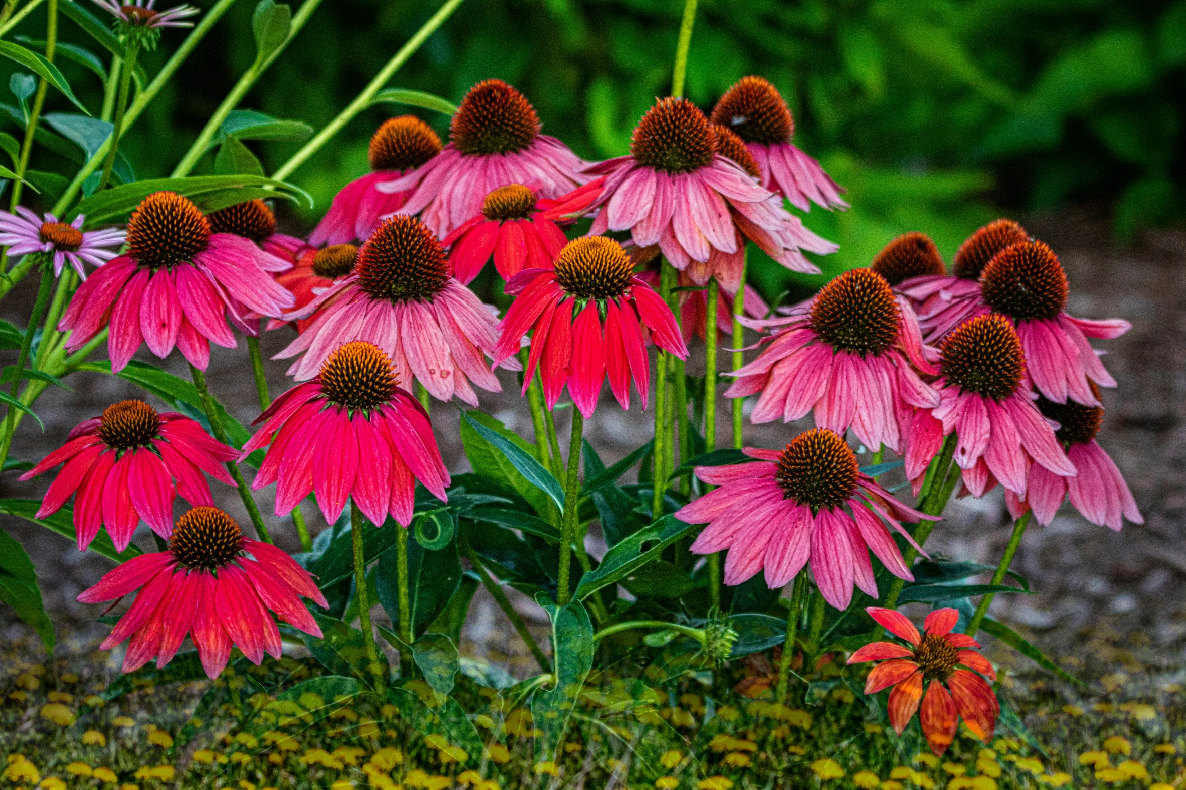 a large group of flowers in some grass