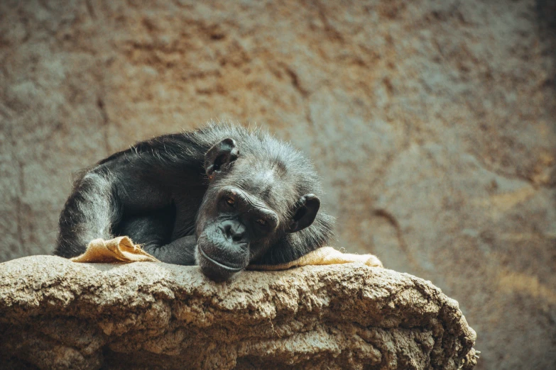 a monkey laying on top of a rock near a stone wall