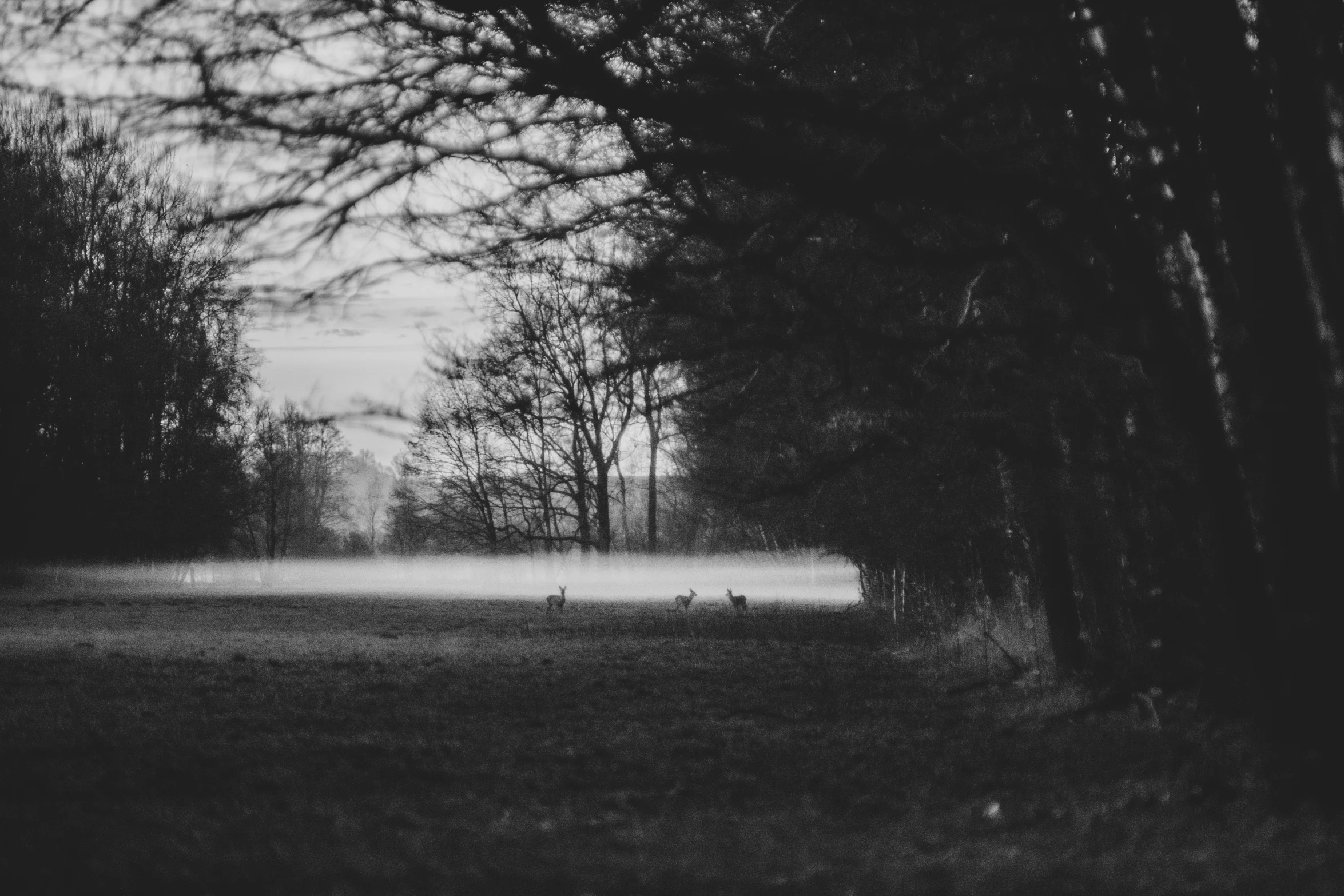 a dark and eerie scene of a field in the woods