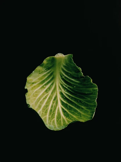 a green leaf sitting in the dark on a black background