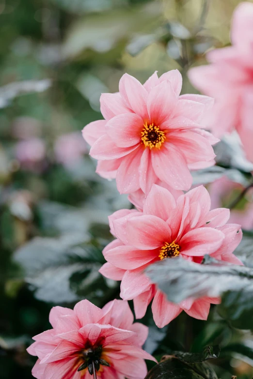 close up view of pink flowers in bloom