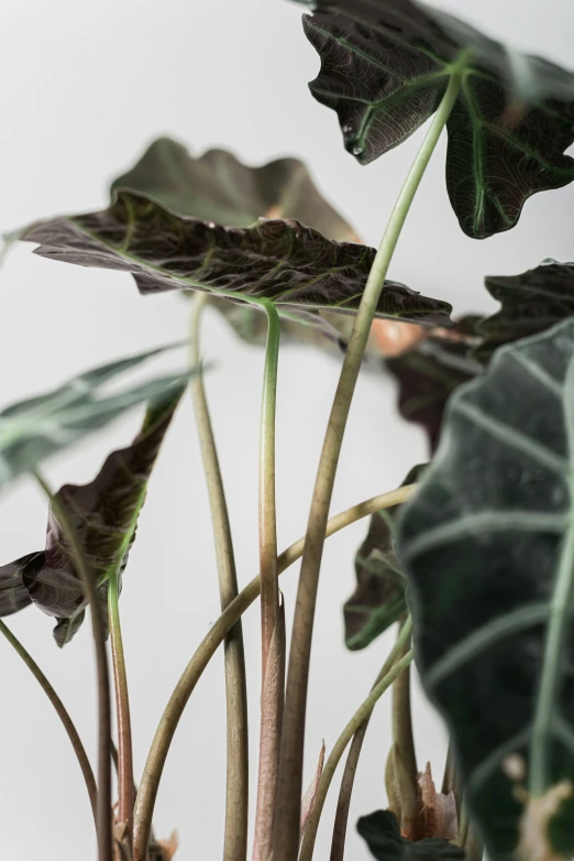 green leaves with a white background