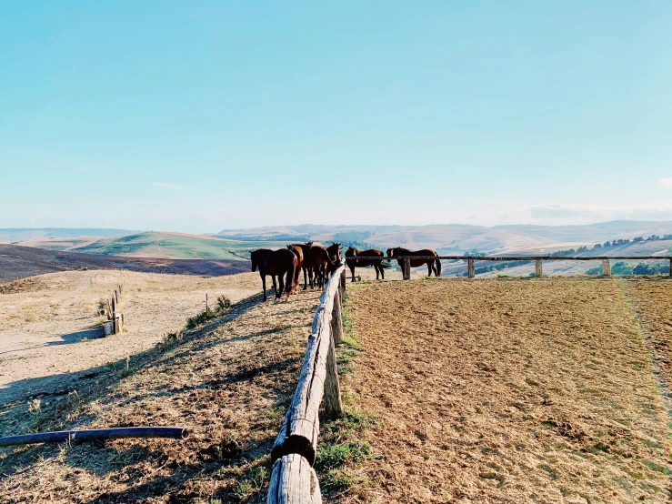 a group of horses walking along a dirt field