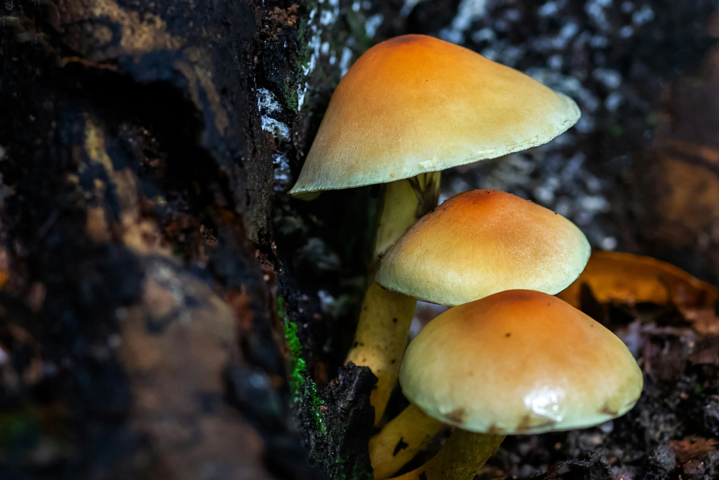 three mushrooms sitting on the ground by a tree