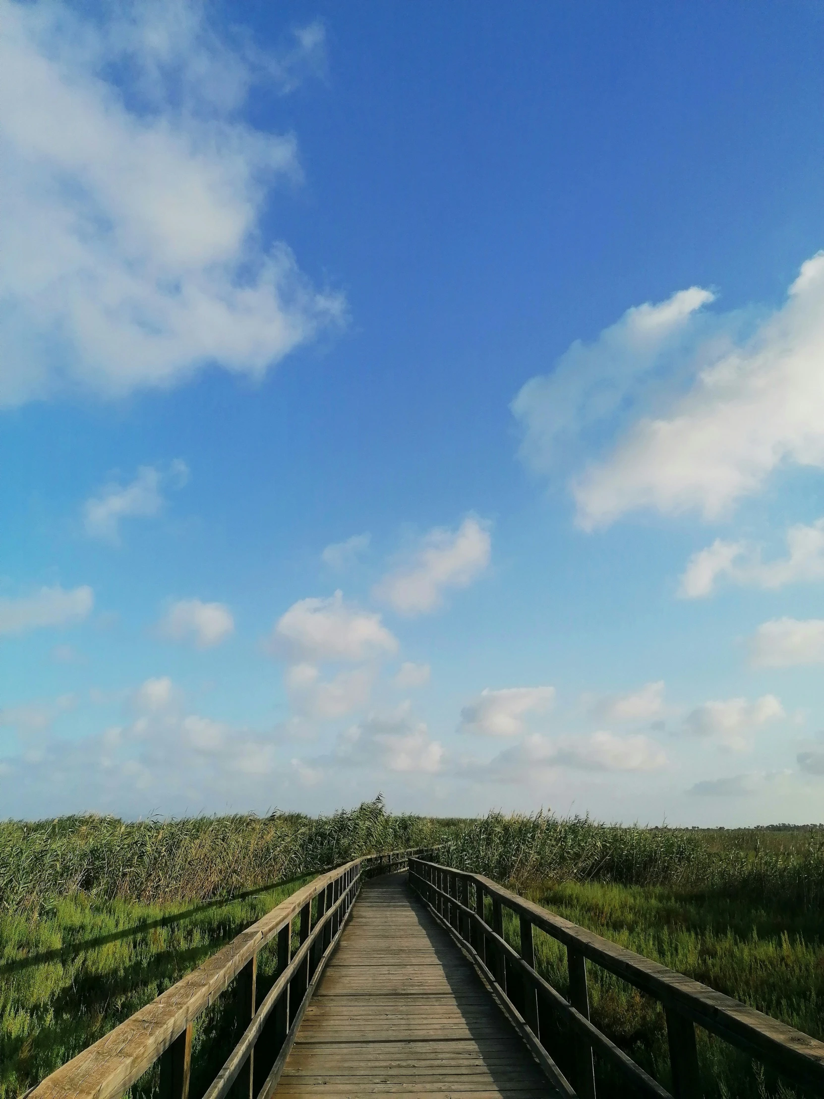 the wooden walkway is stretching into the sky