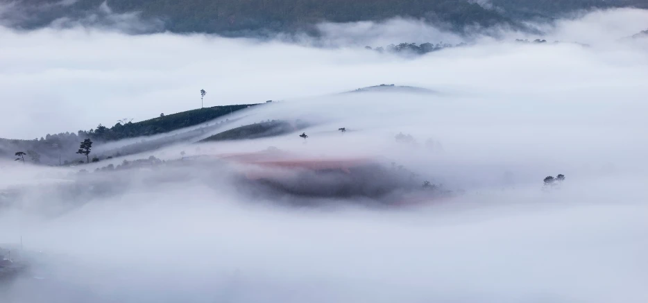 fog and low lying trees on a mountain