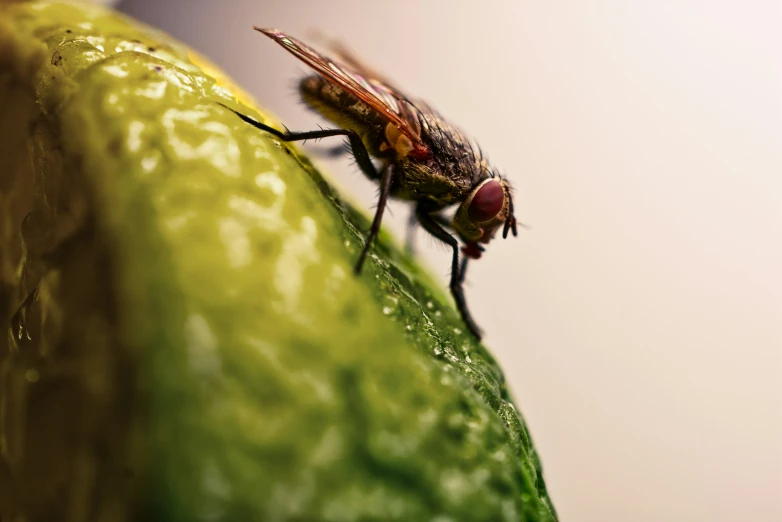 a fly sitting on top of a green leaf