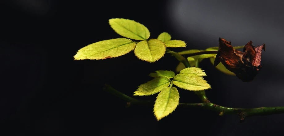 the leaves of a plant appear to be young