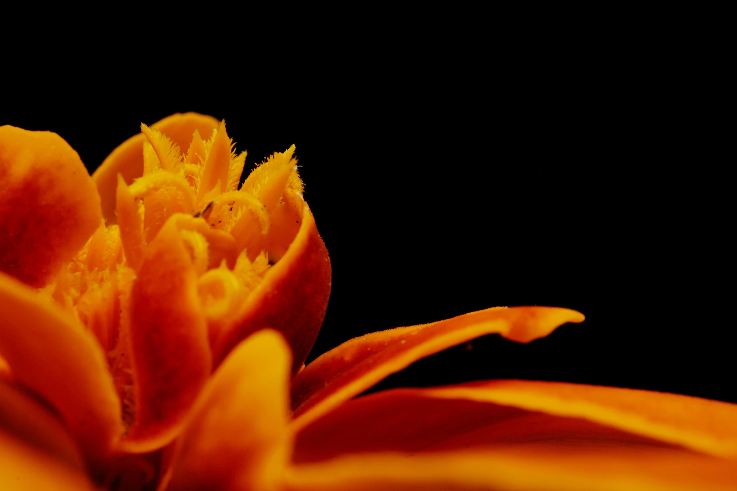 a very close - up view of an orange flower