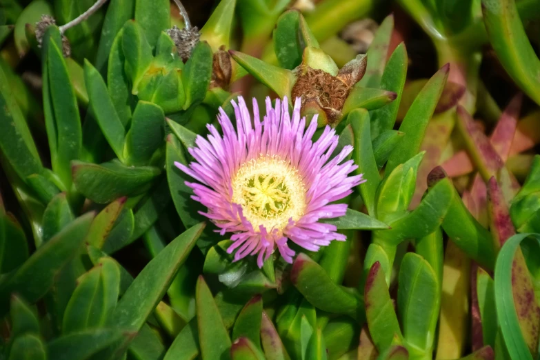 a close up of a purple flower on some plants