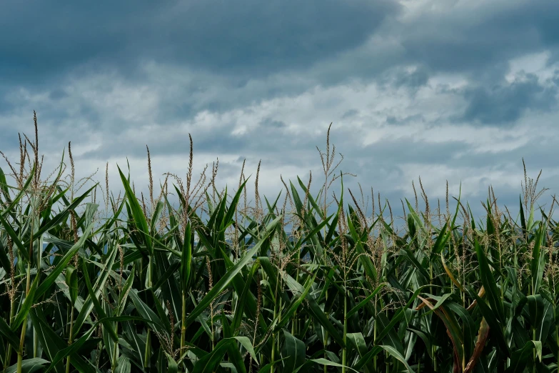 the field is full of ripe corn as storm clouds gather in the background