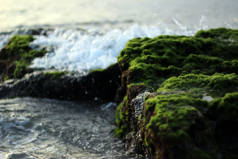 a close up of a water surface with grass on the rocks