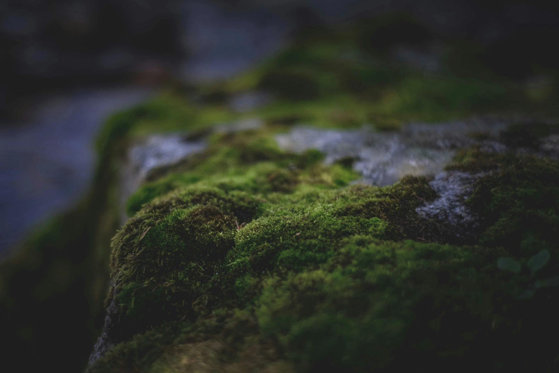 a moss covered rock lying on the water