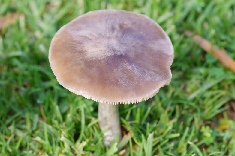 the tiny, brown mushroom is in the grass