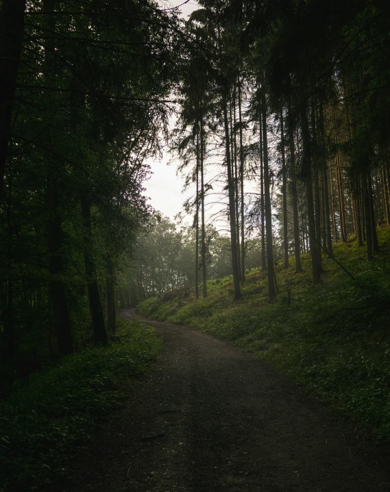 the forest is filled with tall trees and dirt path