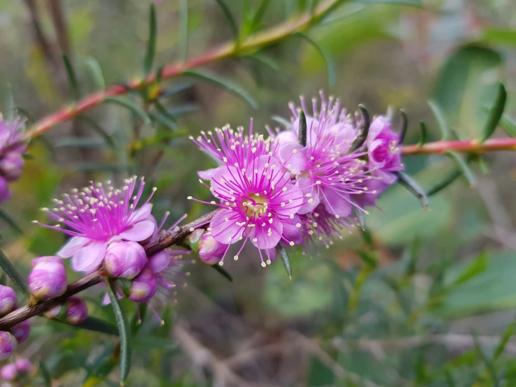 a purple flower grows on a thin nch