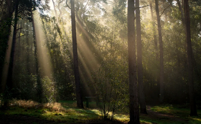 sunbeams shining through the trees onto a lush green field