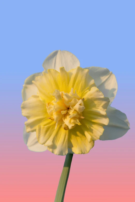 a white and yellow flower on pink background