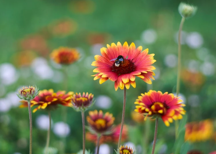 a bug is sitting on the top of a flower