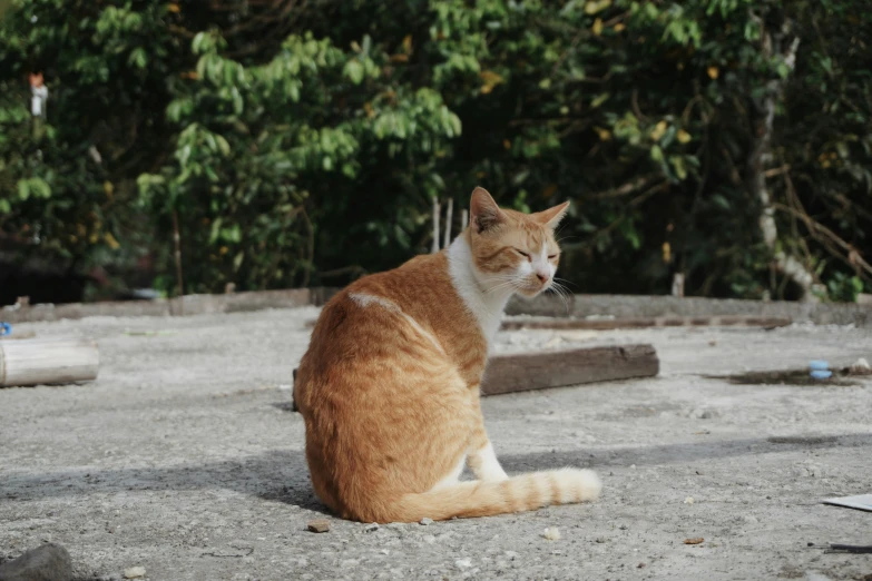 an orange cat sitting on top of gravel