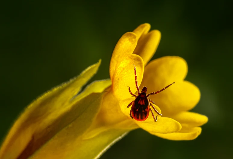 a close up of a bug in front of a yellow flower