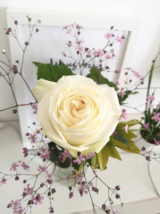 a white rose sitting on top of a table
