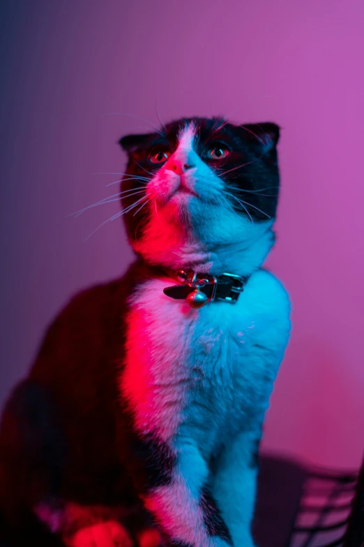 a cat sitting on top of a chair and looking up