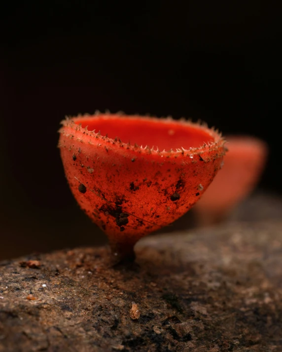 some very strange looking looking stuff that is on a rock